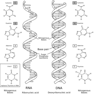 Comparisons between DNA and single stranded RNA with the diagram of the bases showing.