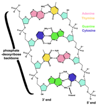 The chemical structure of DNA