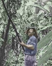 Bananera, Guatemalan worker trims leaves from abacá plant.