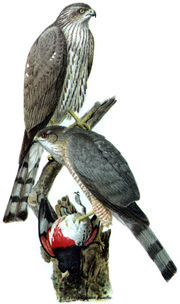 Sharp-shinned Hawk