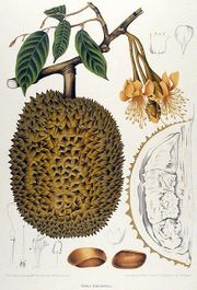 Durio zibethinus. Chromolithograph by Hoola Van Nooten, circa 1863.