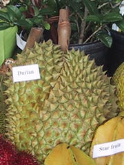 A durian fruit with its sharp thorns.