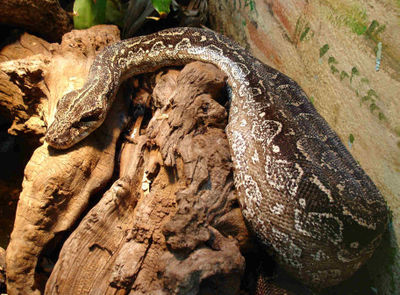 An Argentine Boa