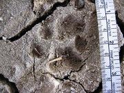 Bobcat tracks in  Note the hind print (top) partially covering the fore print (center).