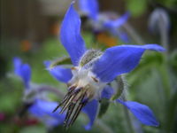 Detail of flower