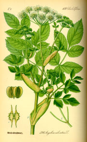 Wild Angelica (Angelica sylvestris) from Thomé, Flora von Deutschland, Österreich und der Schweiz 1885