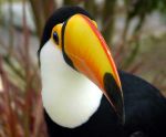 The toucan is a typical animal of the Brazilian rain forests