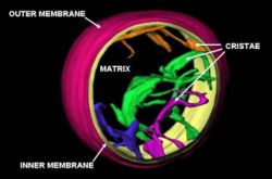 Image of cristae in rat liver mitochondrion