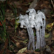 Monotropastrum humile, an obligate myco-heterotroph.