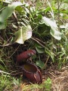 Mature plant growing among sedges