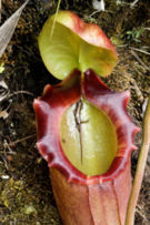 Drowned lizard found in a freshly opened pitcher. The animal was pulled out of the digestive zone for the photograph.