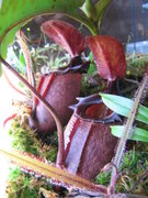 N. rajah plant with Drosera species in foreground