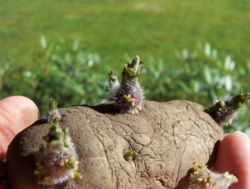 Seed tuber with sproutsEarly Rose variety