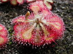 Drosera spatulata Kansai