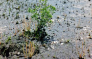 Drosera filiormis filiformis in a peat bog in New Jersey