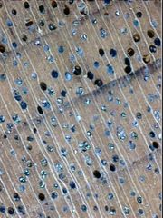 Magnified cross-section of a diffuse-porous hardwood wood (Black Walnut), showing the vessels, rays (white lines) and annual rings