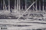 Mudline next to Muddy River from the 1980 lahars.