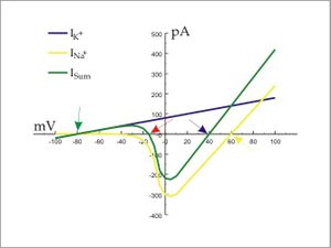 A plot of current (ion flux) against voltage (transmembrane potential) illustrates the action potential threshold (red arrow) of an idealized cell.