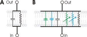 A. A basic RC circuit superimposed on an image of a membrane bilayer shows the relationship between the two. B. More elaborate circuits can be used to model membranes containing ion channels, such as this one containing at channels for sodium (blue) and potassium (green).