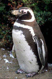 Magellanic Penguin, Spheniscus magellanicus