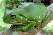 White's Tree Frog, Litoria caerulea.