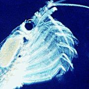 Krill feeding under high phytoplankton concentration. A slow motion video (from 300 frame/s; 490 kB) is also available.