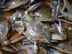 Blue crab (Callinectes sapidus), a crustacean