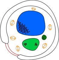 Image:Yeast_cell.svg