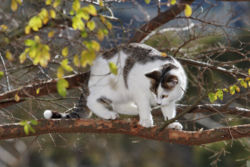 A cat in a tree