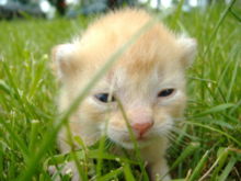 A kitten that has opened its eyes for the very first time.