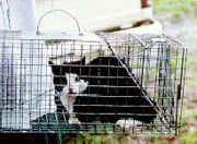 Feral cats are thought to be a major predator of Hawaiian coastal and forest habitats, and are one species among many responsible for the decline of endemic forest bird species as well as seabirds like the Wedge-tailed Shearwater. In one study of 56 cat scats, the remains of 44 birds were found, 40 of which were endemic species.