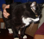 A male tuxedo cat.