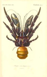 Print of a coconut crab from the Dictionnaire D'Histoire Naturelle of 1849.