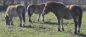 Przewalski's Horse (Equus przewalskii), also known as the Mongolian Wild Horse, or Takhi, was probably the ancestor of the first domestic horses.