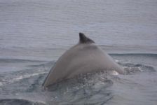 A diving Humpback shows off its namesake hump.