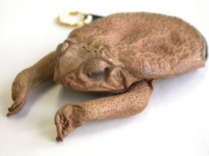 Bufo marinus as purse