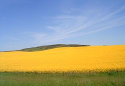 Canola field near Red Deer, Alberta