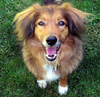 A healthy 13-year-old mixed-breed dog shows hybrid vigor.