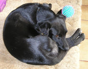 This small black mixed breed's parents could have been a Labrador Retriever and a Pomeranian—or almost anything else.