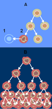 When normal cells are damaged beyond repair, they are eliminated by apoptosis. Cancer cells avoid apoptosis and continue to multiply in an unregulated manner.