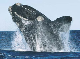 Atlantic Northern Right Whale breaching.