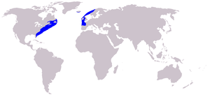 Range of the Atlantic Northern Right Whale, Eubalaena glacialis.