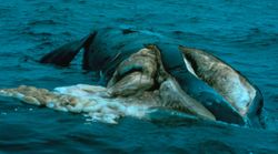 The remains of an Atlantic Northern Right Whale after it has collided with a boat propeller.