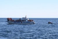 A Southern Right Whale approaches close to whale watchers near Península Valdés in Patagonia.