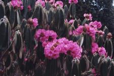 The Rhododendron is the state tree.