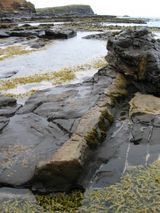 A petrified log at Curio Bay.