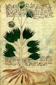 The "herbal" section of the manuscript contains illustrations of plants.