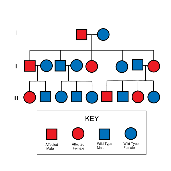 Image:Autosomal Dominant Pedigree Chart.svg