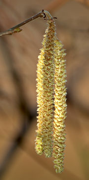 Male catkins on Common Hazel