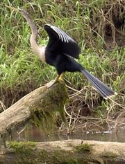 Anhinga drying its feathers.